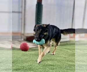 Hudson - Male German Shepherd Dog Dog for Adoption - Photo #2