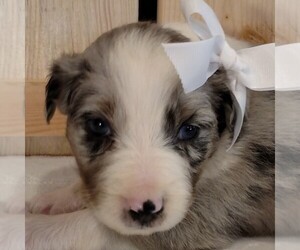 Australian Shepherd Puppy for sale in JEROMESVILLE, OH, USA