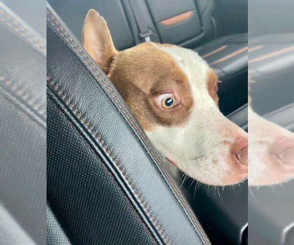 Medium Photo #4 Mutt Puppy For Sale in Oak Bluffs, MA, USA