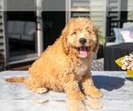 Puppy Chester Goldendoodle (Miniature)