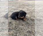 Small #7 Bernese Mountain Dog-Rottweiler Mix