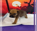 Small #1 Labrador Retriever Mix