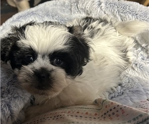 Pom-A-Poo-Shih Tzu Mix Puppy for Sale in MORRISON, Colorado USA