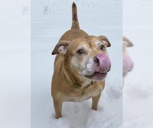 Mastiff-Unknown Mix Dogs for adoption in Akron, OH, USA