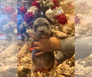 American Bully Puppy for sale in BAKERSFIELD, CA, USA