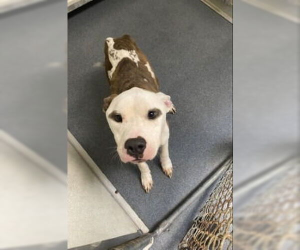 Medium Photo #2 American Pit Bull Terrier Puppy For Sale in Glen Allen, VA, USA