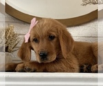 Puppy 6 Golden Retriever