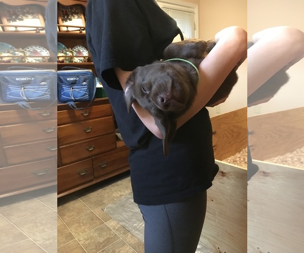 Medium Photo #1 Labrador Retriever Puppy For Sale in FREDERICK, MD, USA