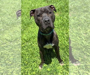 American Pit Bull Terrier Dogs for adoption in Virginia Beach, VA, USA