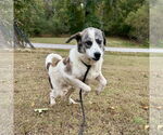 Small #2 Anatolian Shepherd Mix