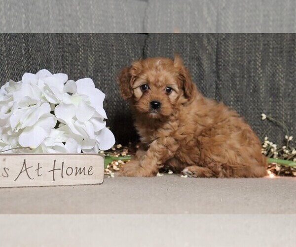 Medium Photo #2 Cavapoo Puppy For Sale in FREDERICKSBG, OH, USA