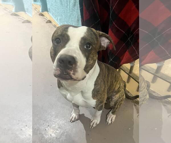 Medium Photo #6 Mutt Puppy For Sale in Crete, IL, USA