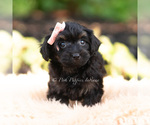 Small #2 Yorkipoo