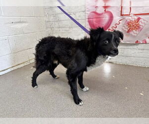 Cocker Spaniel-Unknown Mix Dogs for adoption in San Bernardino, CA, USA