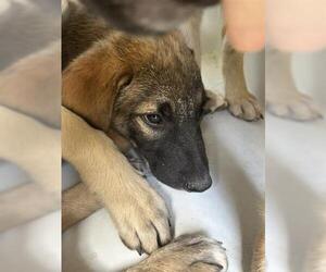 German Shepherd Dog-Unknown Mix Dogs for adoption in Houston, TX, USA