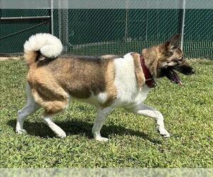 Akita Dogs for adoption in Springfield, MA, USA