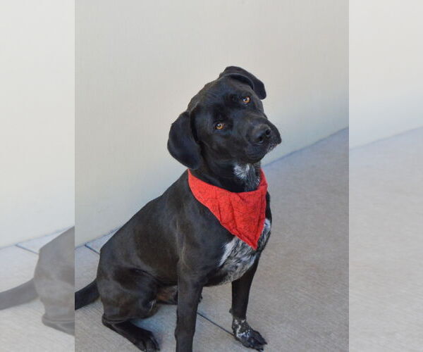 Medium Photo #2 Labrador Retriever-Unknown Mix Puppy For Sale in McKinney, TX, USA