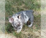 Small #4 French Bulldog