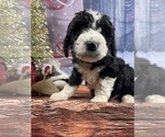 Small #19 Aussiedoodle
