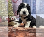 Small Photo #20 Aussiedoodle Puppy For Sale in COMMERCE, MI, USA