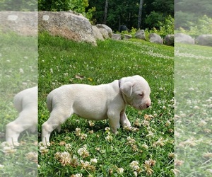 Dogo Argentino Puppy for sale in BELGRADE, ME, USA