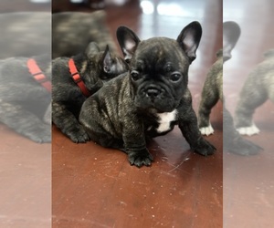 French Bulldog Puppy for sale in HOUSTON, TX, USA