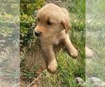 Small Photo #1 Golden Retriever Puppy For Sale in AURORA, CO, USA