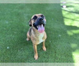 Boxer-German Shepherd Dog Mix Dogs for adoption in Corona, CA, USA