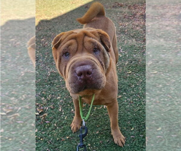 Medium Photo #3 Mutt Puppy For Sale in Lakewood, CO, USA