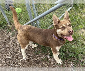 Gerberian Shepsky Dogs for adoption in McKinleyville, CA, USA