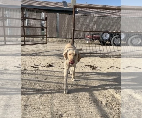 Medium Photo #1 Labrador Retriever Puppy For Sale in CLOVIS, CA, USA