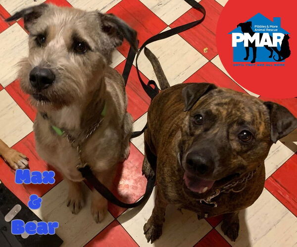 Medium Photo #5 Unknown-Wheaten Terrier Mix Puppy For Sale in Binghamton, NY, USA