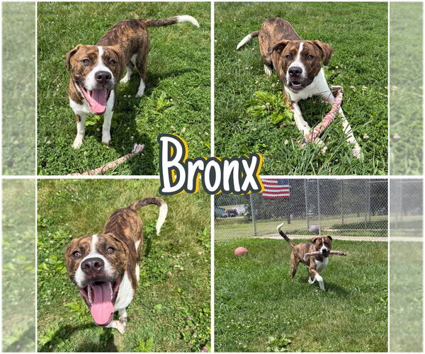 Medium Photo #1 American Staffordshire Terrier Puppy For Sale in Pierceton , IN, USA