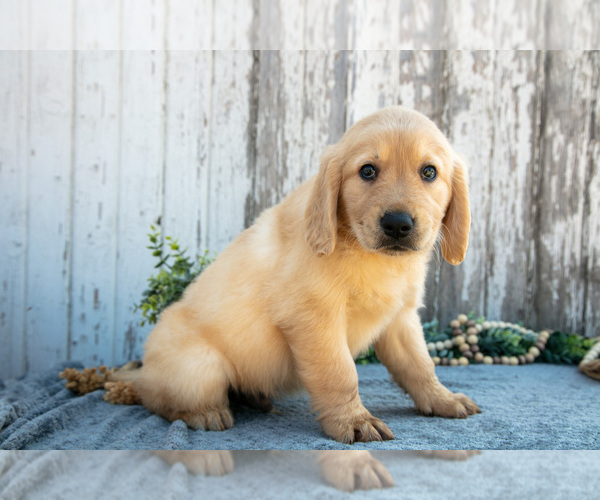 Medium Photo #3 Golden Retriever Puppy For Sale in HOLMESVILLE, OH, USA