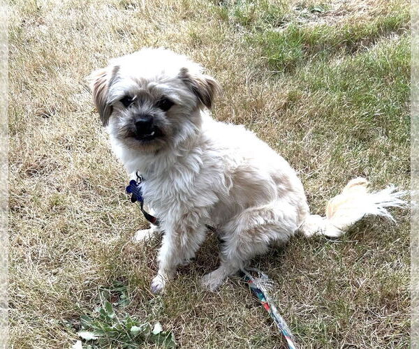 Medium Photo #6 Mutt Puppy For Sale in Bellevue, WA, USA