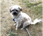 Small #5 Mutt