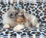 Small Photo #13 Australian Shepherd Puppy For Sale in LAKELAND, FL, USA
