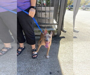 Ace -MR personality - Male American Pit Bull Terrier-Unknown Mix Dog for Adoption - Photo #11