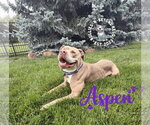 Small #3 American Staffordshire Terrier