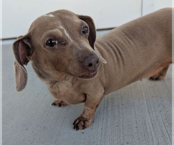 Medium Photo #1 Dachshund Puppy For Sale in Shelbyville, TN, USA