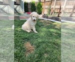 Small Photo #4 Goldendoodle (Miniature) Puppy For Sale in GREELEY, CO, USA