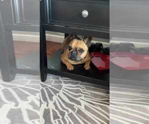 French Bulldog Dogs for adoption in Waterloo, IA, USA