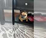 Small French Bulldog