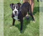 Small #1 American Staffordshire Terrier-Boxer Mix