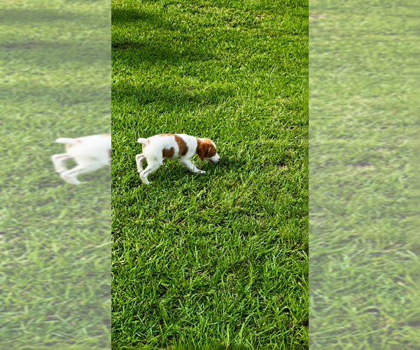 Medium Photo #4 Brittany Puppy For Sale in ORRUM, NC, USA