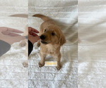 Small Photo #3 Golden Retriever Puppy For Sale in ANTIOCH, CA, USA