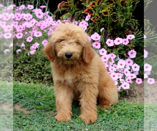 Medium Photo #1 Goldendoodle Puppy For Sale in AIRVILLE, PA, USA