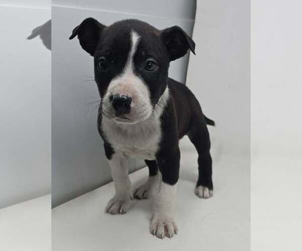 Medium Photo #1 Labrador Retriever-Unknown Mix Puppy For Sale in Brewster, NY, USA