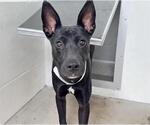 Small Photo #3 Australian Kelpie-Unknown Mix Puppy For Sale in Houston, TX, USA