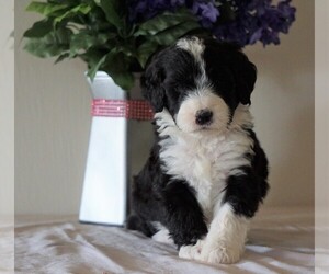 Bernedoodle Puppy for sale in FREDERICKSBG, OH, USA